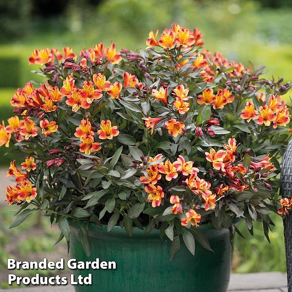 Alstroemeria 'Indian Summer'