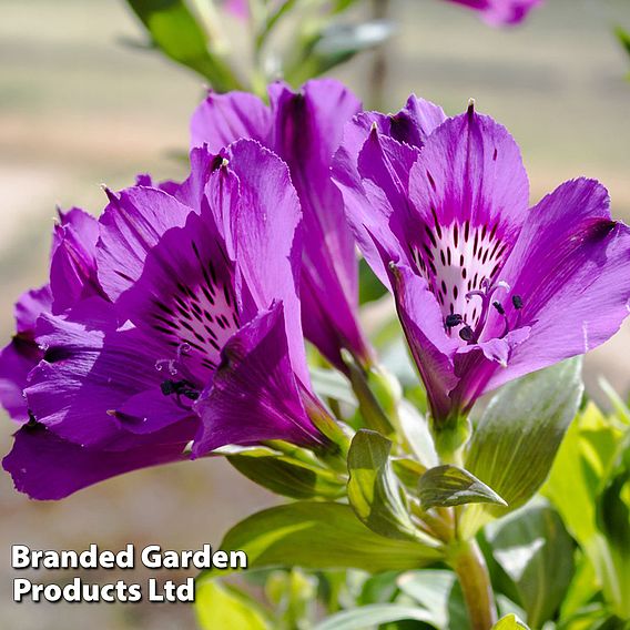 Alstroemeria 'Butterfly Hybrids'