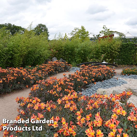 Alstroemeria 'Indian Summer'