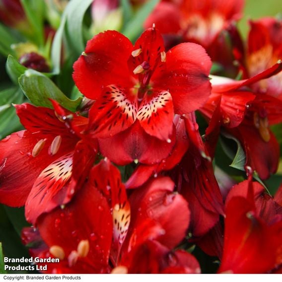 Alstroemeria 'Inticancha Doba'
