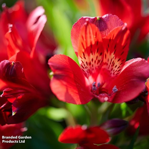 Alstroemeria 'Inticancha Doba'