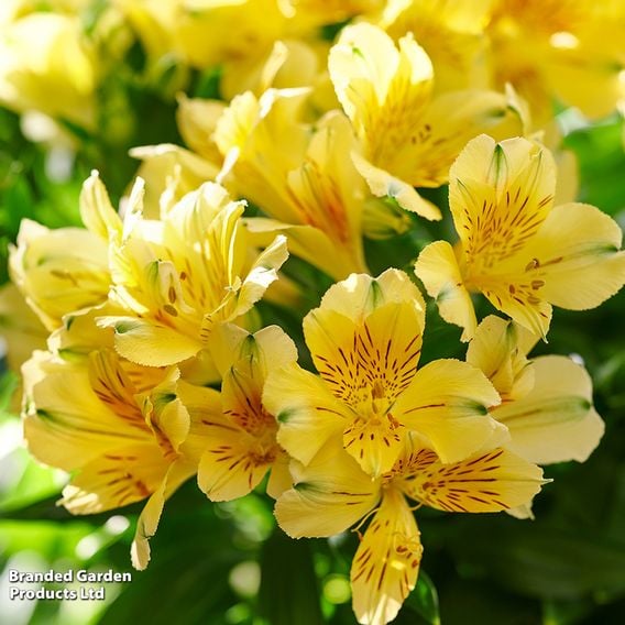 Alstroemeria 'Inticancha Havana'