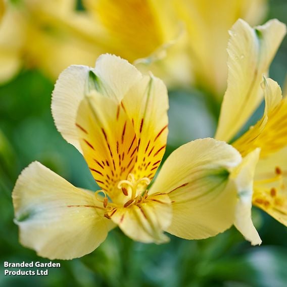Alstroemeria 'Inticancha Havana'
