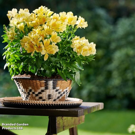 Alstroemeria 'Inticancha Havana'