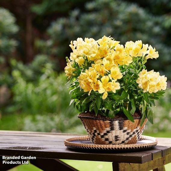 Alstroemeria 'Inticancha Havana'
