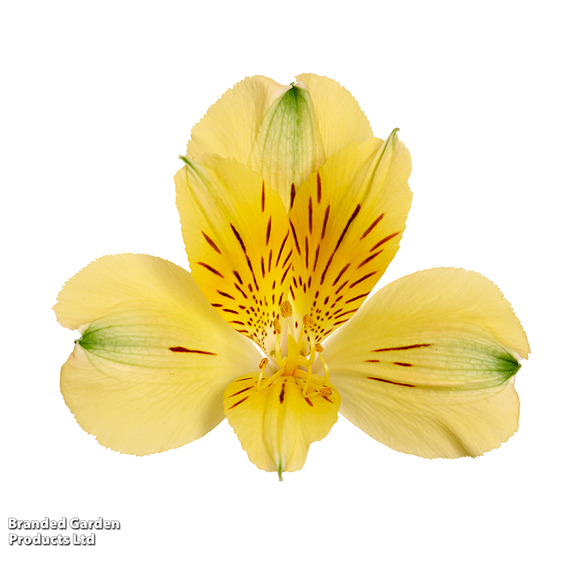 Alstroemeria 'Inticancha Havana'