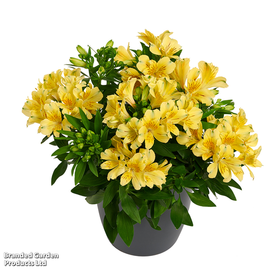 Alstroemeria 'Inticancha Havana'