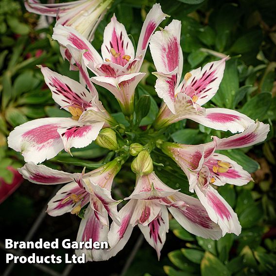 Alstroemeria 'White Pink Blush'