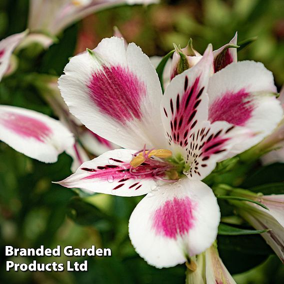 Alstroemeria 'White Pink Blush'