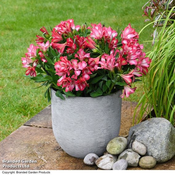 Alstroemeria 'Inticancha Mirabel'