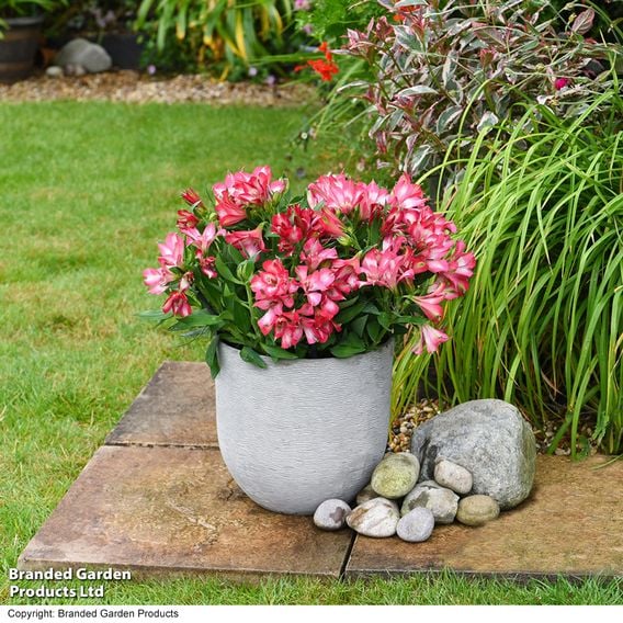 Alstroemeria 'Inticancha Mirabel'
