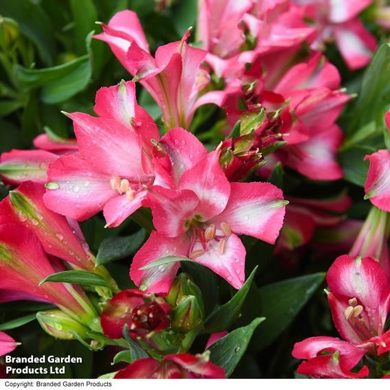 Alstroemeria 'Inticancha Mirabel'
