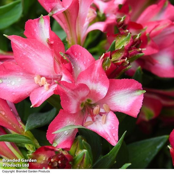 Alstroemeria 'Inticancha Mirabel'