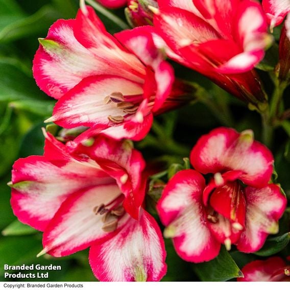Alstroemeria 'Inticancha Mirabel'