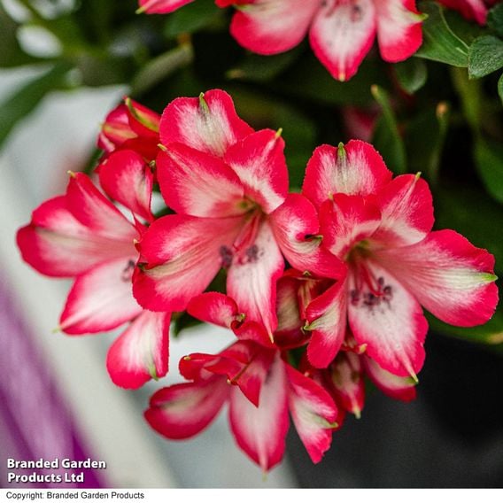 Alstroemeria 'Inticancha Mirabel'