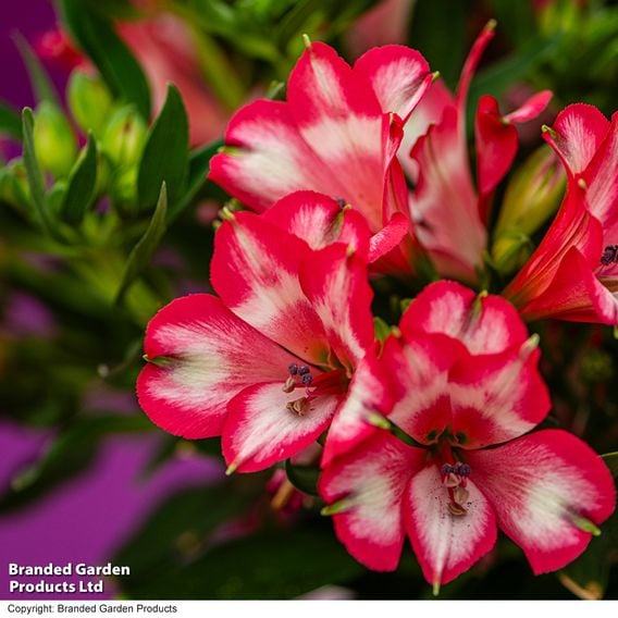 Alstroemeria 'Inticancha Mirabel'