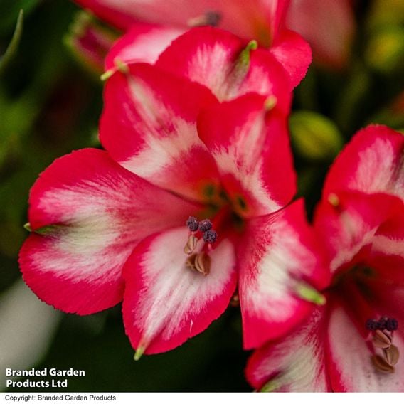 Alstroemeria 'Inticancha Mirabel'