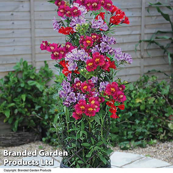 Alstroemeria 'Tree Everest Mix'