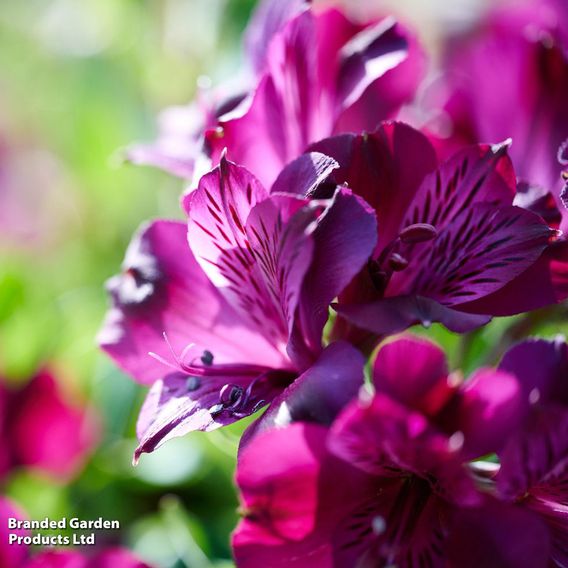 Alstroemeria 'Inticancha Paraiso'