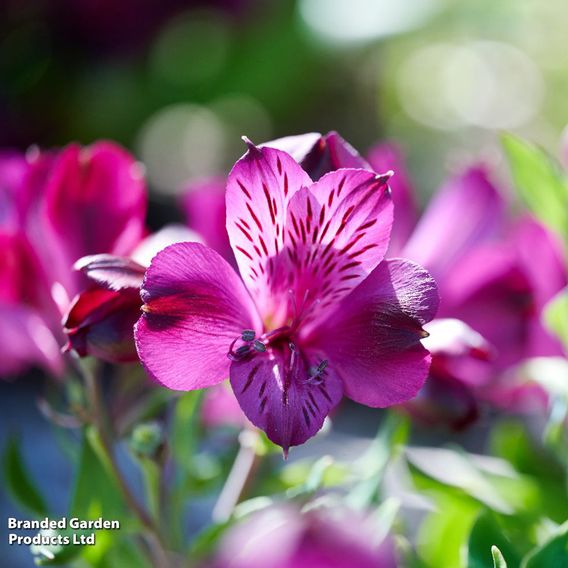 Alstroemeria 'Inticancha Paraiso'