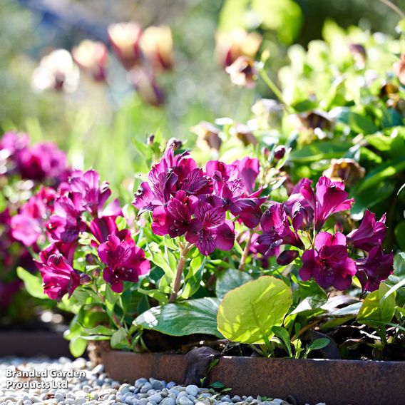 Alstroemeria 'Inticancha Paraiso'