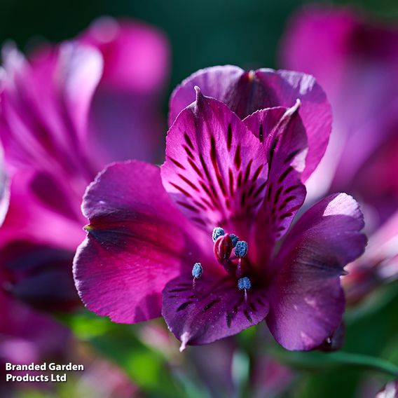 Alstroemeria 'Inticancha Paraiso'