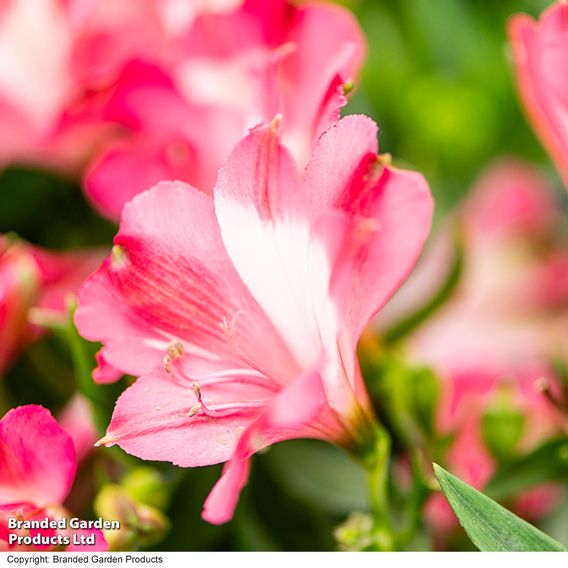 Alstroemeria 'Inticancha Romance'
