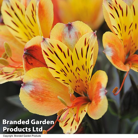 Alstroemeria 'Summer Breeze'