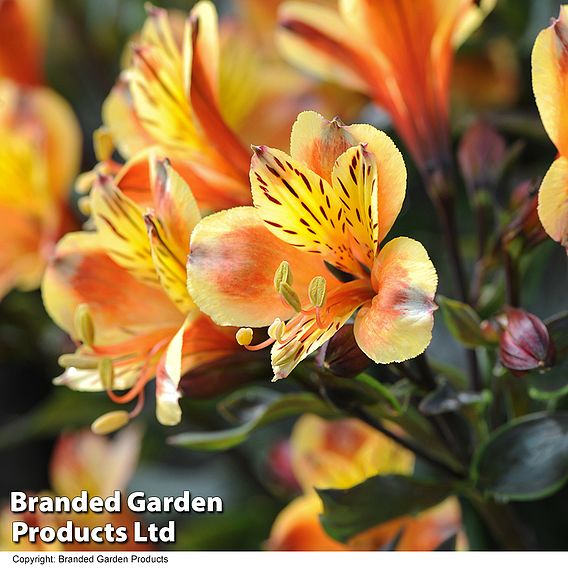 Alstroemeria 'Summer Breeze'