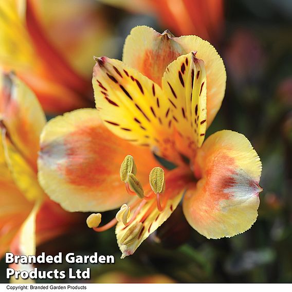 Alstroemeria 'Summer Breeze'