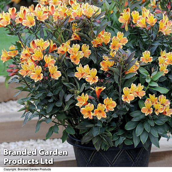 Alstroemeria 'Summer Breeze'