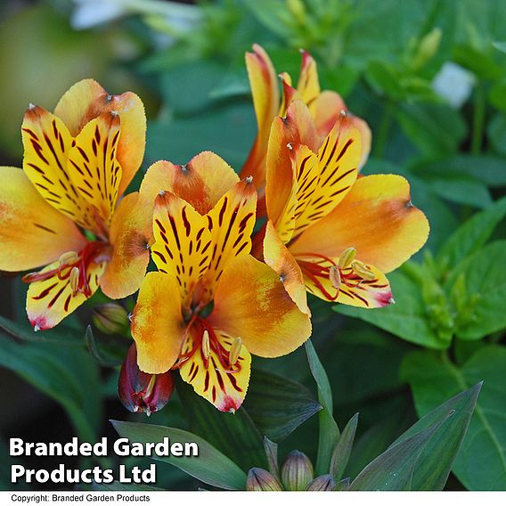 Alstroemeria 'Summer Breeze'