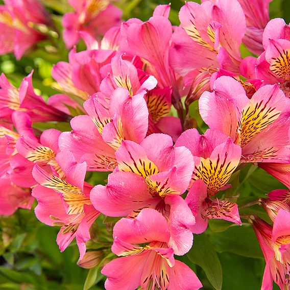 Alstroemeria 'Valley' Collection (Summer Paradise Series)