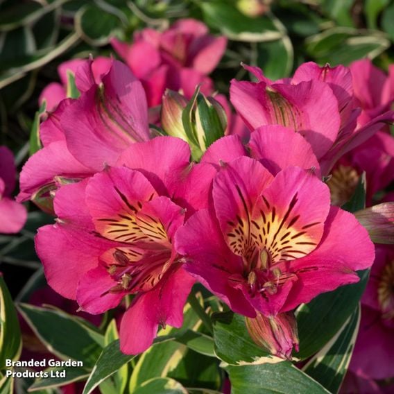 Alstroemeria inticancha 'River Valley'