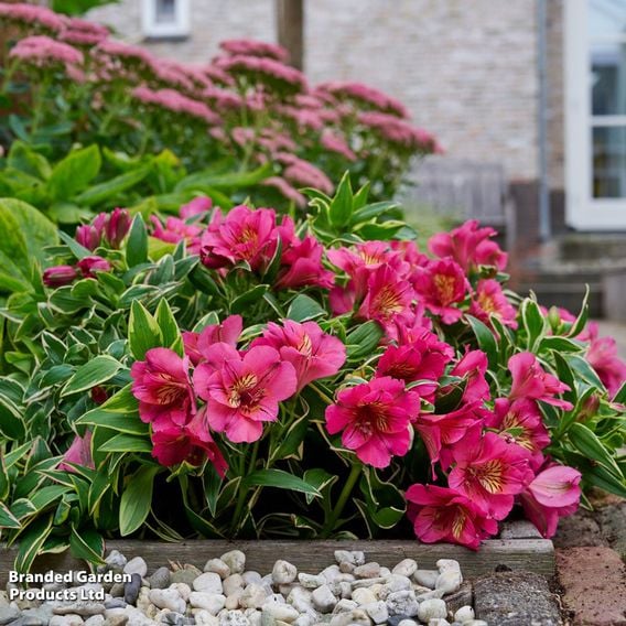 Alstroemeria inticancha 'River Valley'