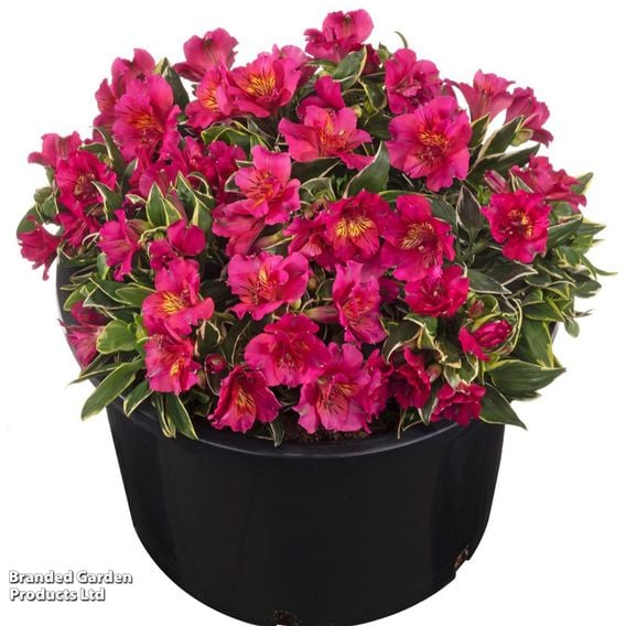Alstroemeria inticancha 'River Valley'