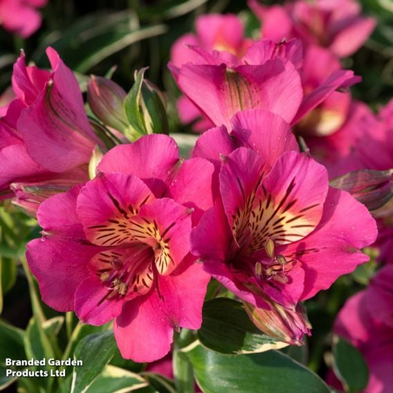 Alstroemeria inticancha 'River Valley'