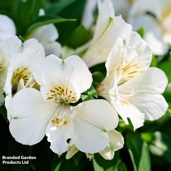 Alstroemeria Inticancha Sunburst'
