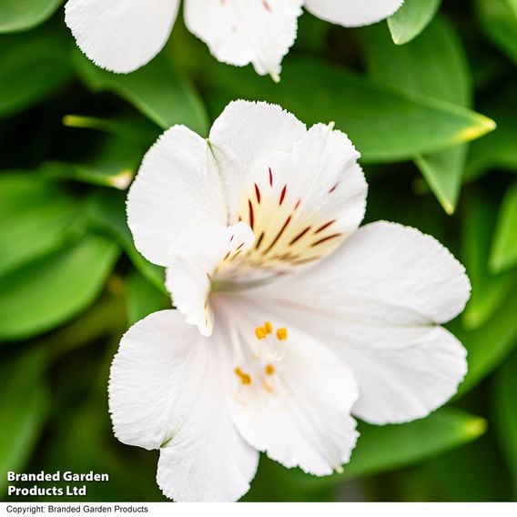 Alstroemeria Inticancha Sunburst'