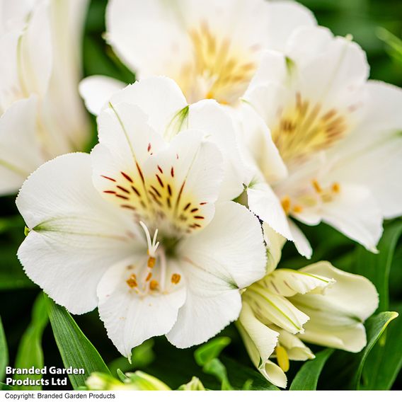 Alstroemeria Inticancha Sunburst'