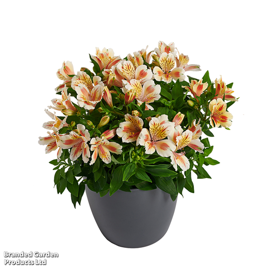 Alstroemeria 'Inticancha Sunset'