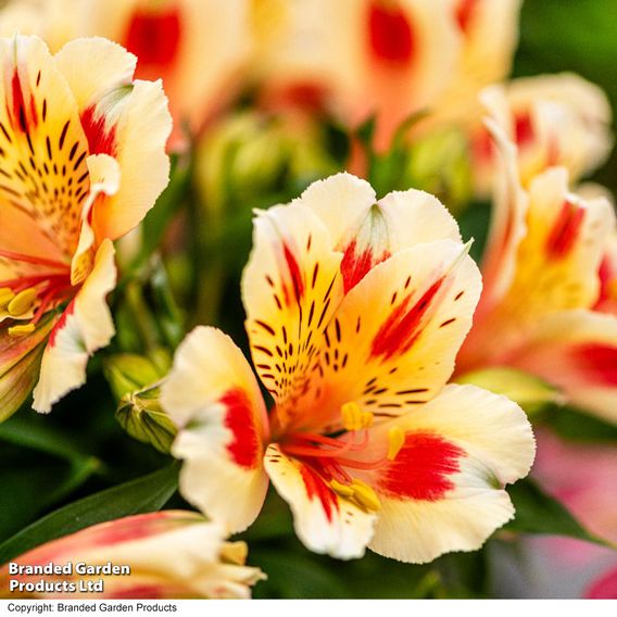 Alstroemeria 'Inticancha Sunset'