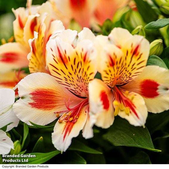 Alstroemeria 'Inticancha Sunset'