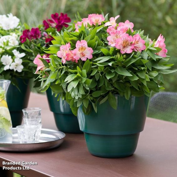 Alstroemeria 'Inticancha Sunshine'