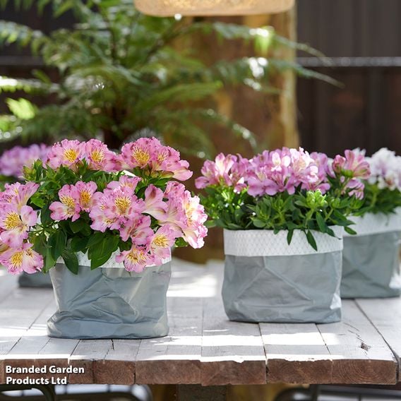 Alstroemeria 'Inticancha Sunshine'