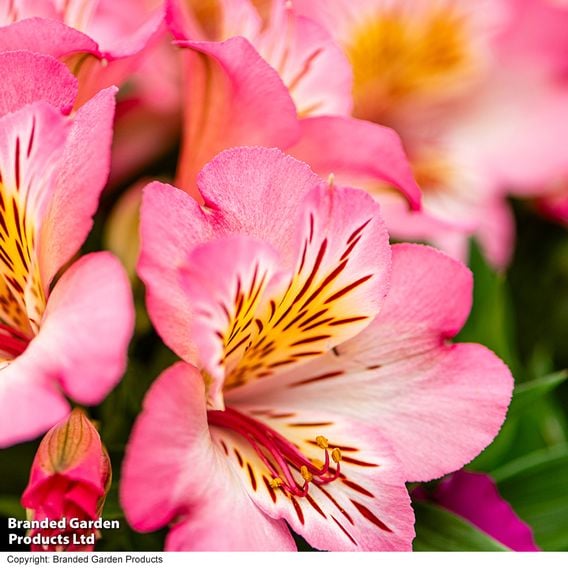 Alstroemeria 'Inticancha Sunshine'