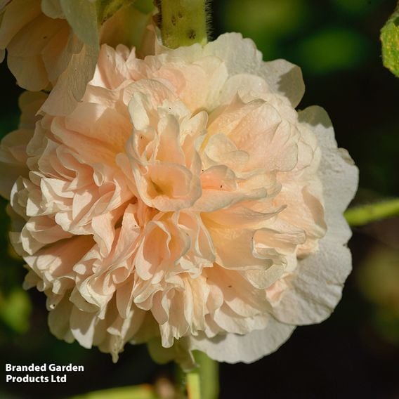 Hollyhock rosea 'Chaters Double Apricot'