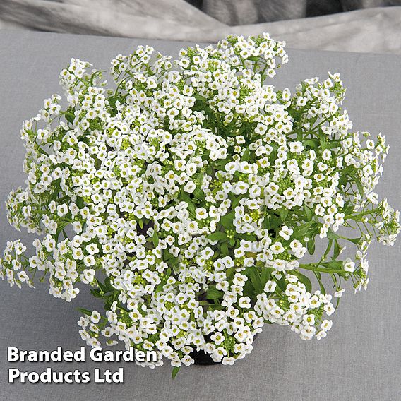 Alyssum 'Giga White' - Seeds