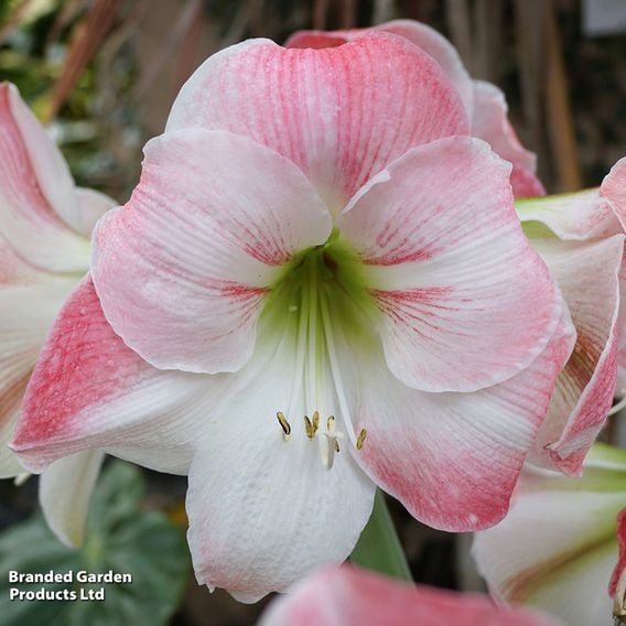 Amaryllis 'Apple Blossom'