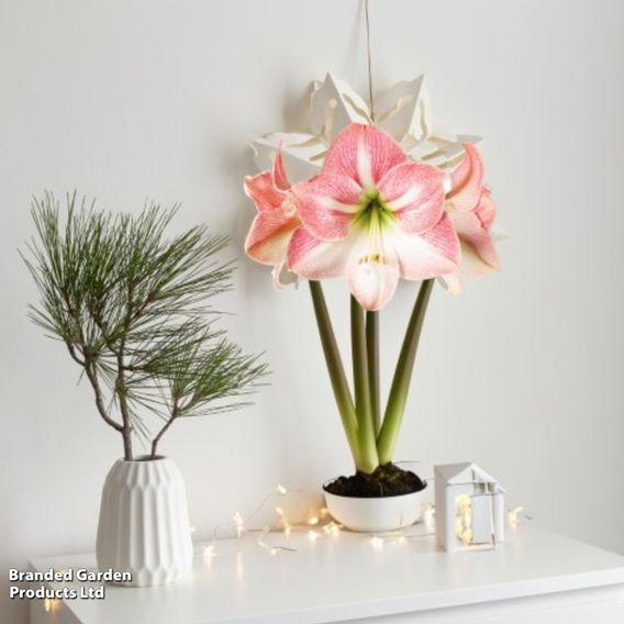 Amaryllis 'Apple Blossom'